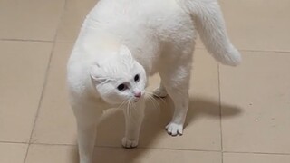 全网最灵活老吴的猫