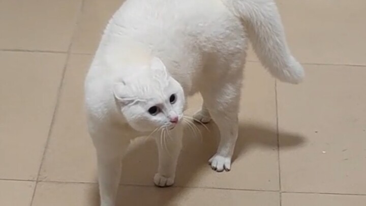The Most Flexible Cat on the Internet, Lao Wu's Cat