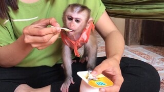 Mom feed Mino monkey yogurt