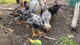 chicks ranging