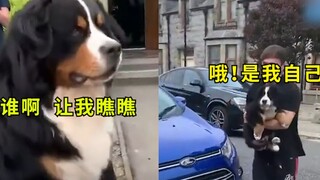 so cute! The owner secretly bought a "miniature version" of himself, and the dog was so happy that h