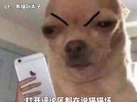 Mèo con gây họa rồi, đăng video cầu cứu #Thì ra là video do mèo đăng #Mèo #Gây họa