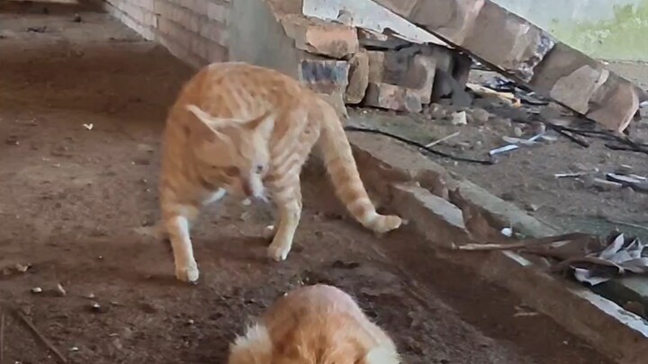 แมวฮาคิโผล่มาจากไหนกันนะ
