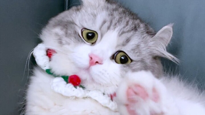 Trời ơi, con mèo nổi tiếng này sao lại thế này?