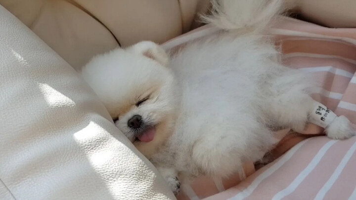 [Chinese Subtitles] The RuPong Family | Tear‑warning! A dog’s epileptic seizure—stiffening is surpri