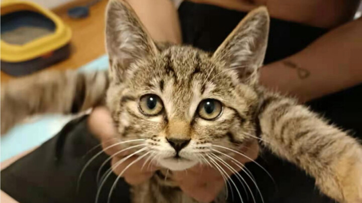 هناك شخص آخر جاء ليتبنى قطة صغيرة، لنستمر في الاختطاف بدلًا من الشراء