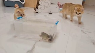 Mèo và đám cá sống