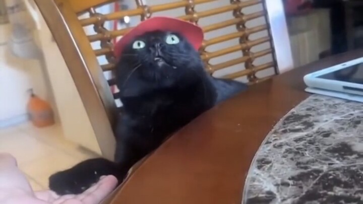 Apakah kucing hitam lebih “gila” daripada kucing peranakan sapi?