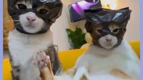 kucing