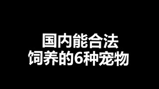 宠物冷知识：国内能合法饲养的宠物，最后一个相信是广州同学的福音！