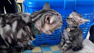 Funny animals - Funny cats and dogs - Funny animal videos 2023🤣