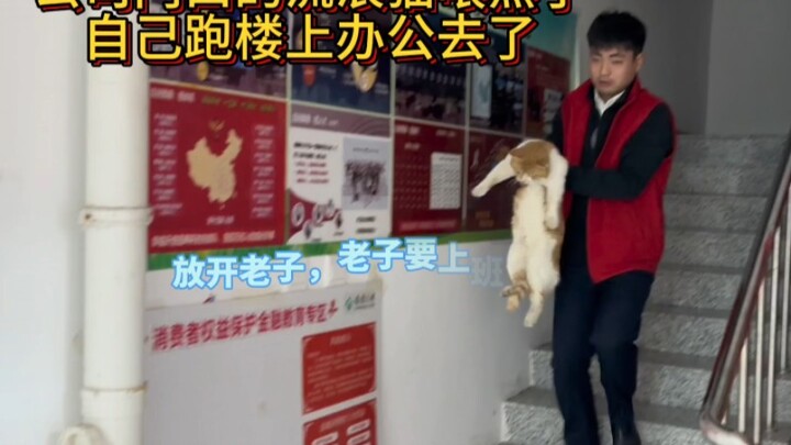 The stray cat at the company gate was well fed and dared to run to the second floor by itself and I 