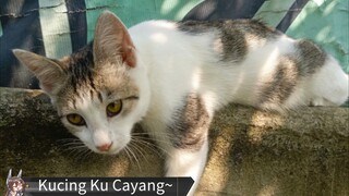 Mozzy || Kucing ku Cayang~