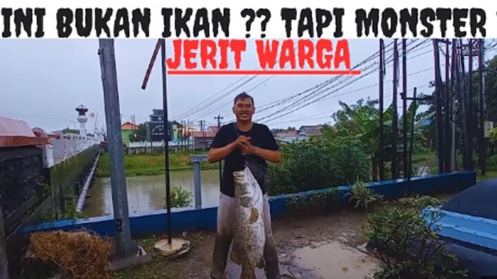 SENAR PANCING HAMPIR PUTUS DI HAJAR MONSTER BARRAMUNDI PENUNGGU JEMBATAN KALIGANGSA