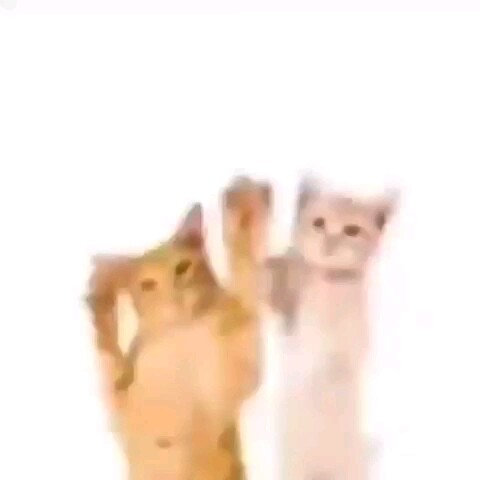 Mèo mèo nhảy múa ở Miami