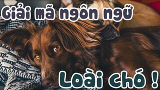 7 ngôn ngữ cơ thể của loài chó mà bạn cần biết ngay!! |Dayspet