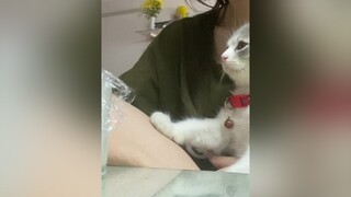 Bực thế nhò 😠 cat kitten meo catsoftiktok NhipDieuChaCha