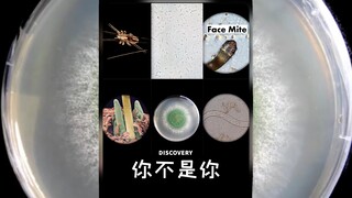 如果按细胞计数的话，你身体里超过一半的细胞都不是你的