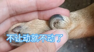 The wolf claw nails that can't be filed have grown long.