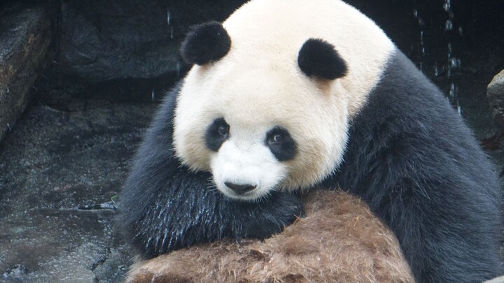 【Panda Mei Lan】Playing with Water