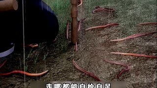 Menggunakan simulasi hujan untuk "menipu" cacing tanah keluar, trik ini sungguh kejam!