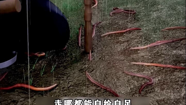 Mô phỏng mưa để "lừa" giun đất chui lên, chiêu này quá độc ác!