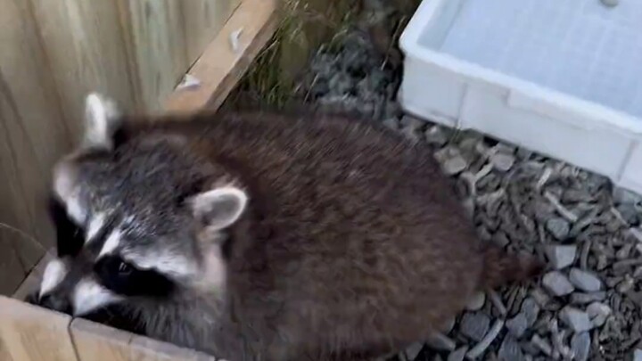 I’m so exhausted!!! Guys, please don’t ever keep a raccoon as a pet.