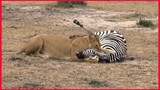 Hungry Lion Killed The Zebra.