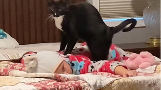 The Cow Cat Master has good skills
