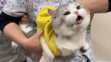 [สัตว์]โมเมนต์ตายทางสังคมของแมว! ขายหน้าไปถึงโรงพยาบาล...