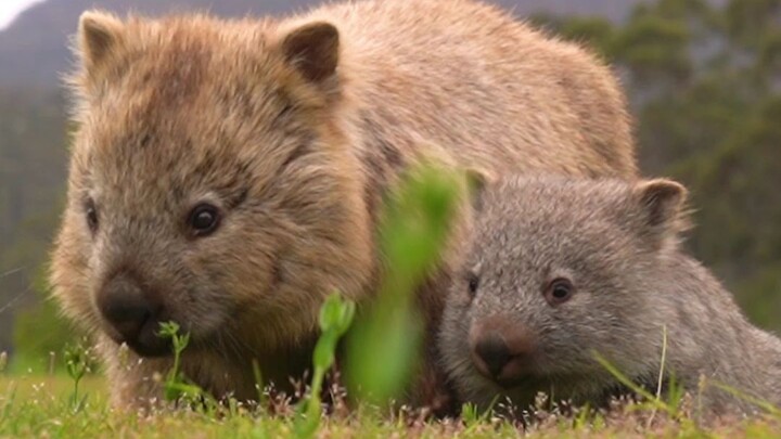 Bayi wombat adalah penjahit kecil yang paling lucu!