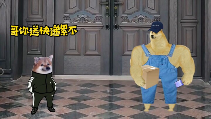 Cheems giao hàng: Mệt mỏi vì yêu rồi