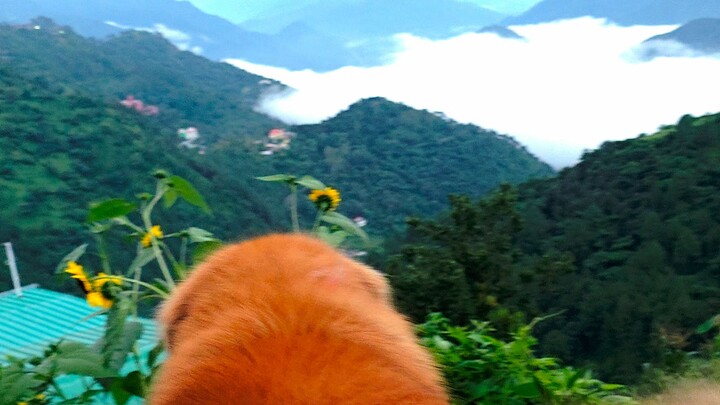 Tibetan Mastif in  Mountain