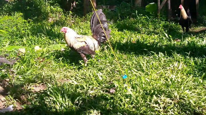 Cino may gusto binebintako po