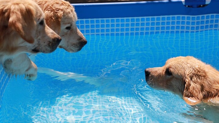 Standard Dog Paddle — Rice Bran