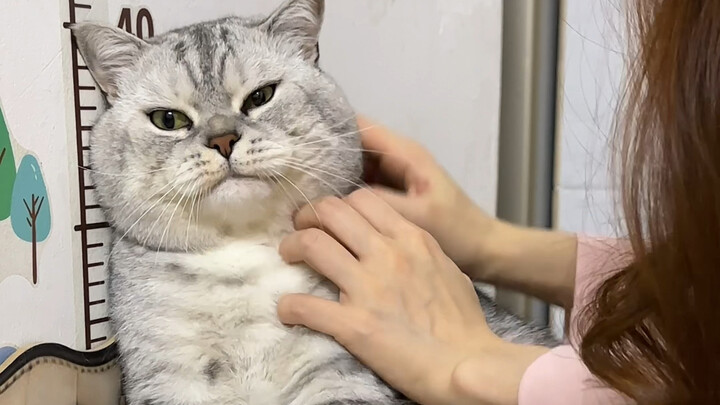 Let’s pet Big Zhuang!