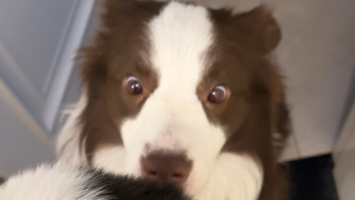 Anak anjing melihat putrinya untuk pertama kalinya. Botak: Memasukkan informasi