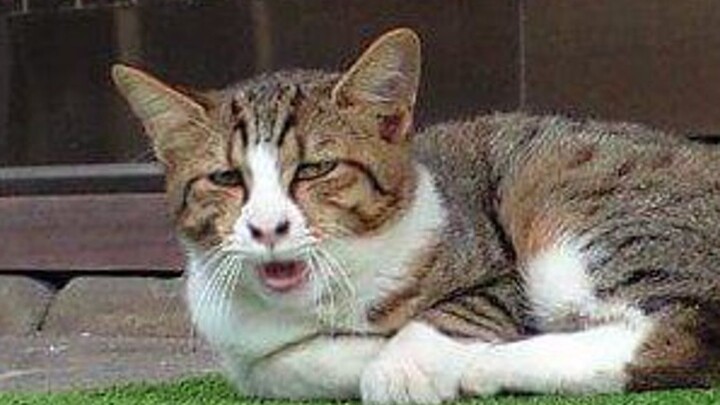 หลังก่อตั้งประเทศแล้วการพูดได้มีอะไรน่าแปลกใจ? นมคุณภาพสูงบางตัวถึงขั้นร้องเพลงเป็นแล้ว