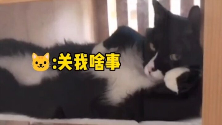 เป็นที่รู้กันดีว่า เลี้ยงแมวพันธุ์นมไม่ต้องถ่ายพยาธิ แค่ไล่ผีก็พอ!