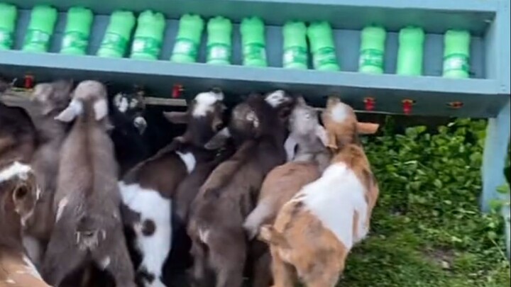 100 من صغار الخراف تندفع نحو زجاجات الحليب لتتقاتل بجنون على الطعام، بعد ساعتين فقط دون حليب أصبحوا 