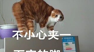 Kucing itu secara paksa memasuki mode Spinosaurus Lao Wu