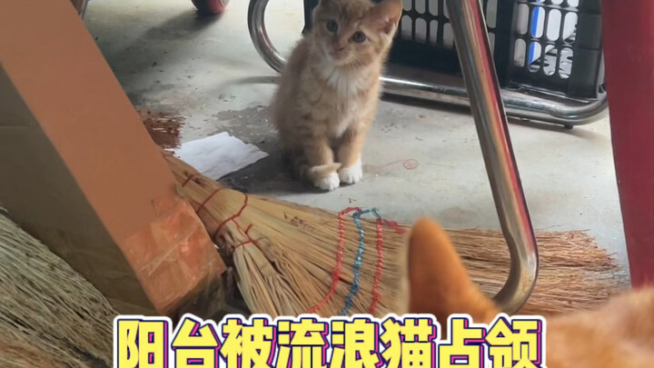 It’s upside down! The balcony’s been taken over by stray cats!