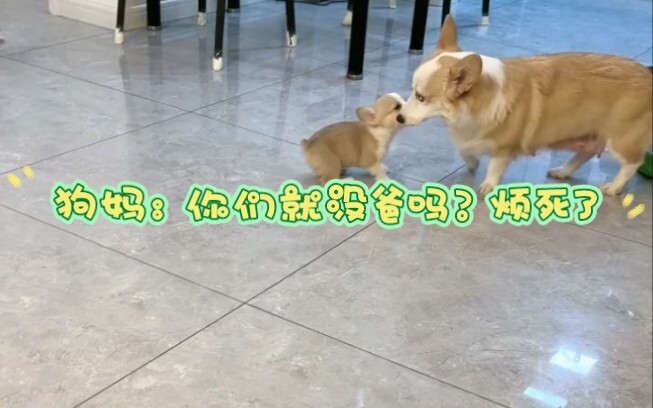 Chó mẹ: Khi nào thì tôi có thể chết đây