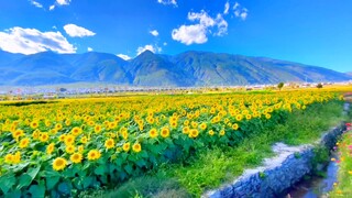 “你与夏天皆不可少 喜欢夏天 就像喜欢你一样”