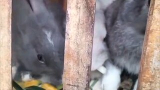klinci lucuu