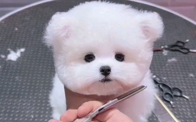 This little Bichon is unbelievably cute—so adorable, come take a look!