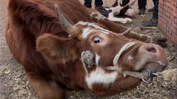 The Power of Motherhood Defies the Laws of Nature