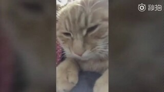 四川一橘猫震前踩醒主人