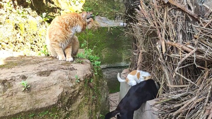 Country dogs are just as skilled at catching mice!