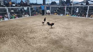 Second fight  win  two times